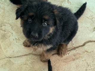 German Shepherd puppy for sale in Florida