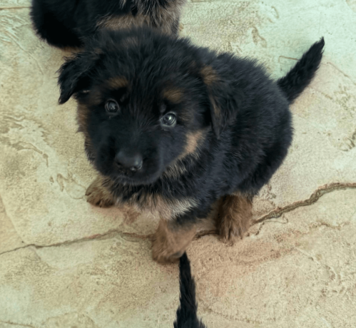 german-shepherd-puppy-for-sale-in-florida-big-0