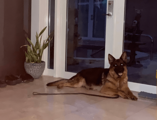 german-shepherd-puppy-for-sale-in-florida-big-2