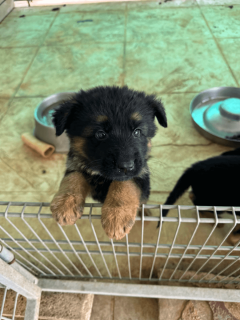 german-shepherd-puppy-for-sale-in-florida-big-1