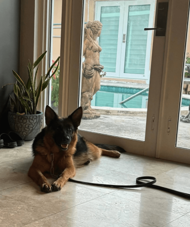 german-shepherd-puppy-for-sale-in-florida-big-3