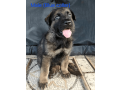 12-week-old-male-german-shepherd-puppy-for-sale-small-1