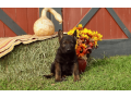 12-week-old-male-german-shepherd-puppy-for-sale-small-0