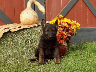 12-week-old male German Shepherd puppy for sale