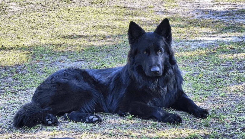 12-week-old-male-german-shepherd-puppy-for-sale-big-2