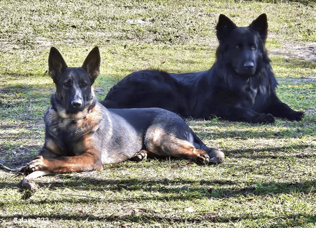 12-week-old-male-german-shepherd-puppy-for-sale-big-3