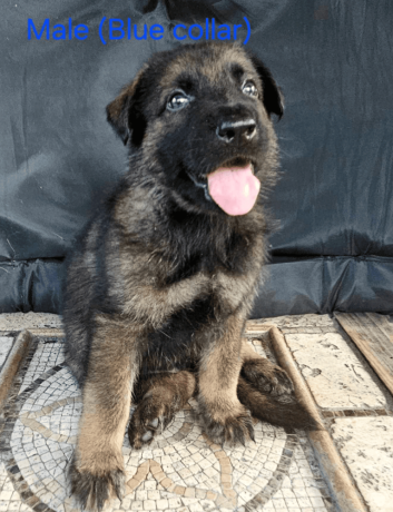 12-week-old-male-german-shepherd-puppy-for-sale-big-1