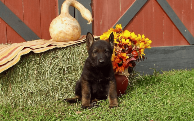 12-week-old-male-german-shepherd-puppy-for-sale-big-0