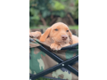 9-week-old-available-labrador-retriever-puppies-small-0