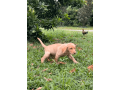 9-week-old-available-labrador-retriever-puppies-small-2