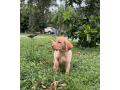 9-week-old-available-labrador-retriever-puppies-small-1