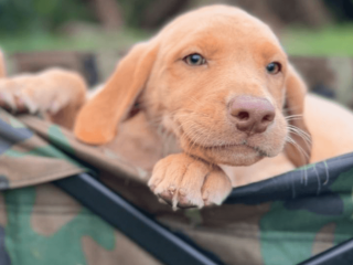 9-week-old available Labrador Retriever puppies