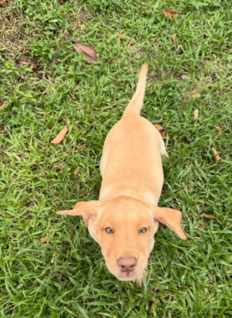 9-week-old-available-labrador-retriever-puppies-big-3