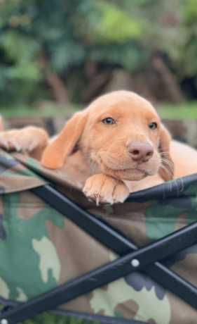 9-week-old-available-labrador-retriever-puppies-big-0