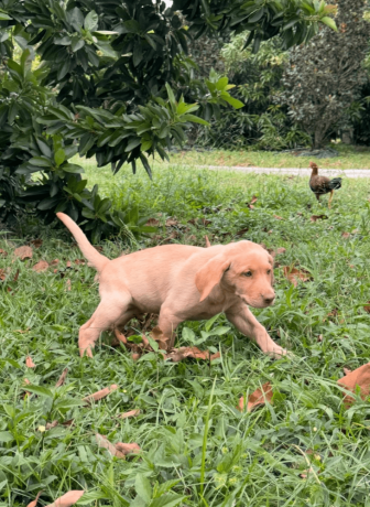 9-week-old-available-labrador-retriever-puppies-big-2