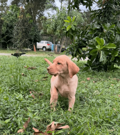 9-week-old-available-labrador-retriever-puppies-big-1