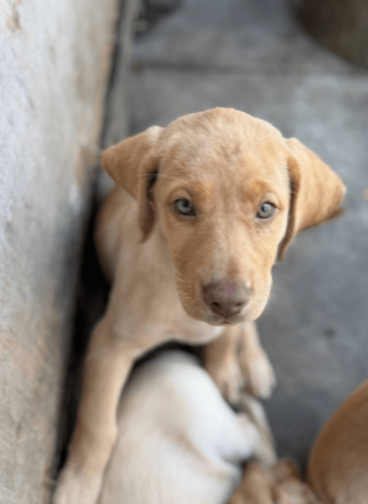 9-week-old-available-labrador-retriever-puppies-big-4