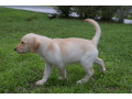 12-week-old-female-labrador-retriever-small-1