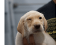 12-week-old-female-labrador-retriever-small-2