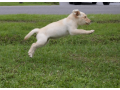 12-week-old-female-labrador-retriever-small-3