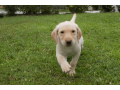 12-week-old-female-labrador-retriever-small-0