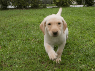 12-week-old female Labrador Retriever