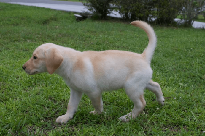 12-week-old-female-labrador-retriever-big-1