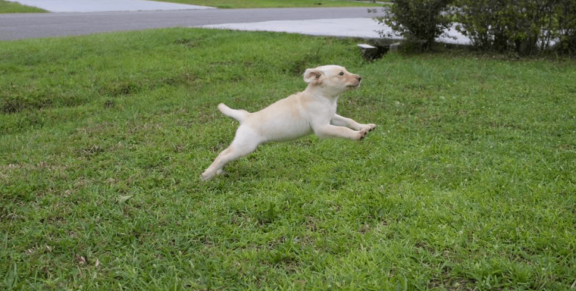 12-week-old-female-labrador-retriever-big-4