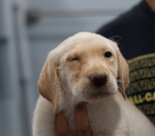 12-week-old-female-labrador-retriever-big-2