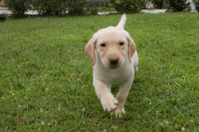 12-week-old-female-labrador-retriever-big-0