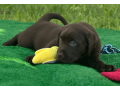 labrador-retriever-puppy-for-sale-small-0