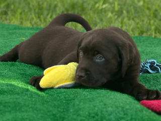 Labrador Retriever puppy for sale