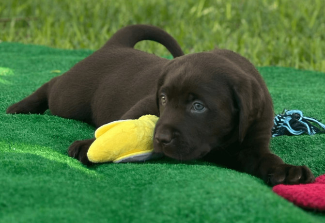 labrador-retriever-puppy-for-sale-big-0