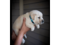 labrador-puppies-for-sale-in-west-virginia-small-1