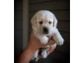 labrador-puppies-for-sale-in-west-virginia-small-0