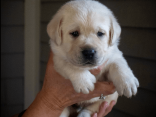 Labrador puppies for sale in West Virginia