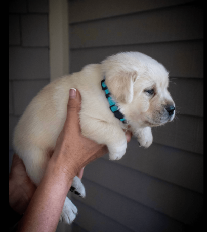 labrador-puppies-for-sale-in-west-virginia-big-1