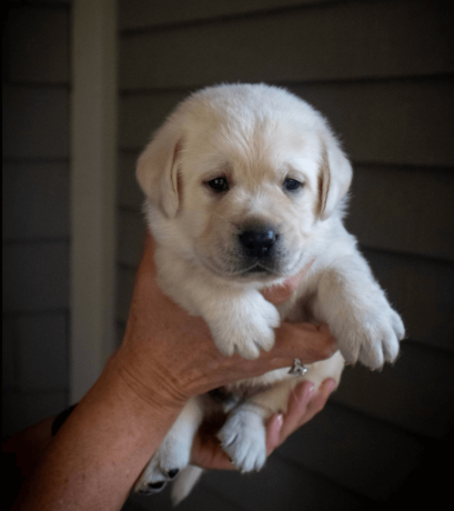 labrador-puppies-for-sale-in-west-virginia-big-0