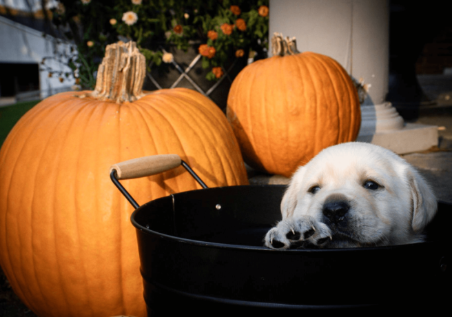 labrador-puppies-for-sale-in-west-virginia-big-2