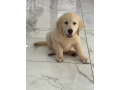 12-week-old-female-labrador-puppy-small-0