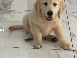 12-week-old female Labrador puppy