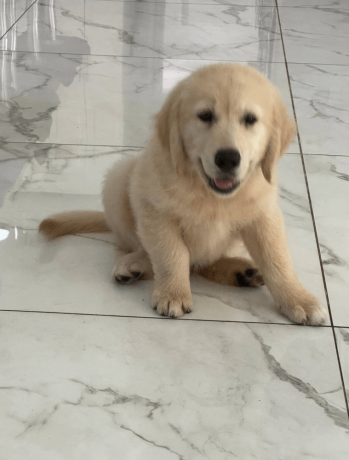 12-week-old-female-labrador-puppy-big-0