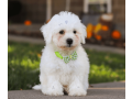 bichon-frise-puppies-for-sale-small-2