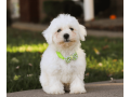 bichon-frise-puppies-for-sale-small-0