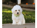 bichon-frise-puppies-for-sale-small-1