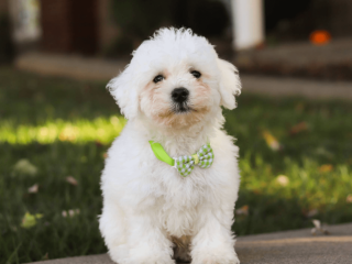 Bichon Frise puppies for sale