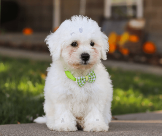 bichon-frise-puppies-for-sale-big-2