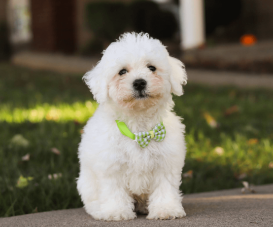 bichon-frise-puppies-for-sale-big-0