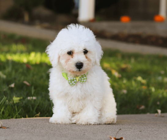 bichon-frise-puppies-for-sale-big-1