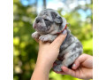 female-blue-merle-small-0